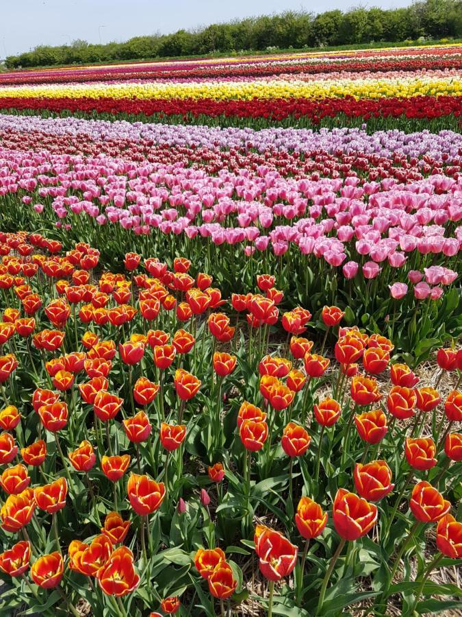 יוליאנאדורפ Romantisch Huisje Nabij Het Strand Met Uitzicht Op De Tulpenvelden מראה חיצוני תמונה